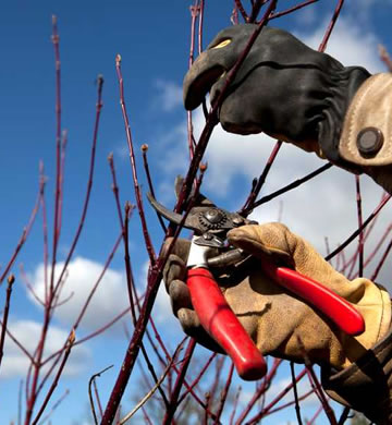 Notre talent en élagage d’arbre sur IDF