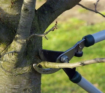 Entreprise d’élagage d’arbre dans le 77500