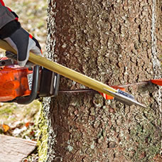 Service professionnel d'élagage et d'abattage d'arbres